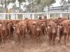 Los terneros livianos sostienen valores firmes en el remate de Ganadera del Sur