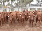Los terneros livianos sostienen valores firmes en el remate de Ganadera del Sur