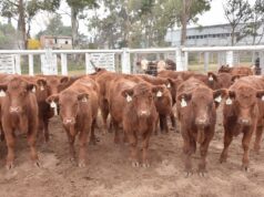 Los terneros livianos sostienen valores firmes en el remate de Ganadera del Sur
