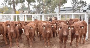 Los terneros livianos sostienen valores firmes en el remate de Ganadera del Sur