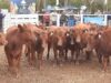Angus y Hereford distinguieron los mejores lotes en el tercer remate especial de Ganadera del Sur