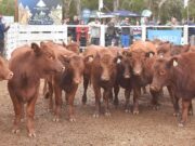 Angus y Hereford distinguieron los mejores lotes en el tercer remate especial de Ganadera del Sur