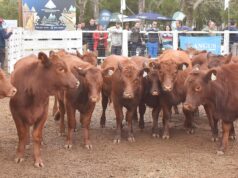Angus y Hereford distinguieron los mejores lotes en el tercer remate especial de Ganadera del Sur