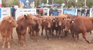 Angus y Hereford distinguieron los mejores lotes en el tercer remate especial de Ganadera del Sur
