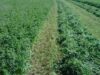 Un informe del INTA revela estrategias clave para reducir emisiones y aumentar la sostenibilidad en el agro de San Luis