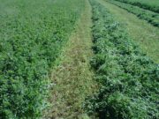 Un informe del INTA revela estrategias clave para reducir emisiones y aumentar la sostenibilidad en el agro de San Luis