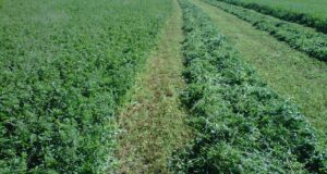 Un informe del INTA revela estrategias clave para reducir emisiones y aumentar la sostenibilidad en el agro de San Luis