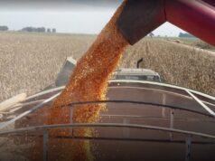 Maíz en mínimos de 8 meses y trigo cae de US$ 235 a US$ 210: fuerte liquidación de fondos golpea a los granos