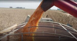 Maíz en mínimos de 8 meses y trigo cae de US$ 235 a US$ 210: fuerte liquidación de fondos golpea a los granos