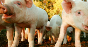 Refuerzo de las medidas de prevención ante el registro de casos de triquinosis