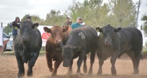 La Prueba Pastoril de Angus realizará su segunda Jura Fenotípica 2026 el jueves 25 en Buena Esperanza