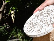Este jueves habrá una capacitación sobre identificación y control de plagas en frutales