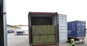 Más de 1.000 toneladas de alfalfa partieron de San Luis a Emiratos Árabes Unidos