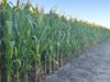 Villa Mercedes será sede de una jornada sobre bioinsumos para la producción agropecuaria