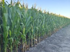 Villa Mercedes será sede de una jornada sobre bioinsumos para la producción agropecuaria