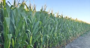 Villa Mercedes será sede de una jornada sobre bioinsumos para la producción agropecuaria