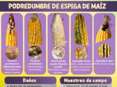 “Maíz sano, negocio seguro”: expertos advirtieron sobre el impacto de las micotoxinas en la producción, la salud y el comercio