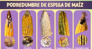 “Maíz sano, negocio seguro”: expertos advirtieron sobre el impacto de las micotoxinas en la producción, la salud y el comercio