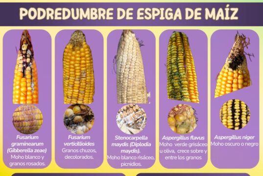 “Maíz sano, negocio seguro”: expertos advirtieron sobre el impacto de las micotoxinas en la producción, la salud y el comercio