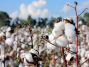 Arandu: la genética que abre una nueva etapa para el algodón argentino