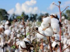 Arandu: la genética que abre una nueva etapa para el algodón argentino