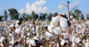 Arandu: la genética que abre una nueva etapa para el algodón argentino