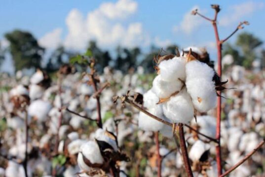 Arandu: la genética que abre una nueva etapa para el algodón argentino