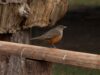 Recomendaciones para la prevención de la influenza aviar en aves silvestres