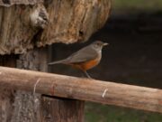 Recomendaciones para la prevención de la influenza aviar en aves silvestres
