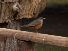 Recomendaciones para la prevención de la influenza aviar en aves silvestres