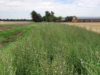 El agro vuelve a mirar la biodiversidad: Bordes vivos, campos más fuertes