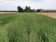 El agro vuelve a mirar la biodiversidad: Bordes vivos, campos más fuertes