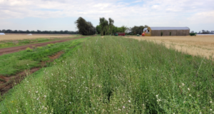 El agro vuelve a mirar la biodiversidad: Bordes vivos, campos más fuertes