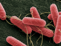 Desarrollan una molécula que podría disminuir la carga de Escherichia coli en bovinos