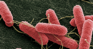 Desarrollan una molécula que podría disminuir la carga de Escherichia coli en bovinos