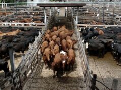 El escenario ganadero en números: claves y tendencias para la toma de decisiones