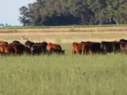La ganadería bovina volvió a posicionarse entre las actividades más sólidas de la economía agropecuaria nacional
