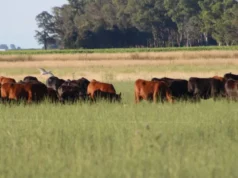 La ganadería bovina volvió a posicionarse entre las actividades más sólidas de la economía agropecuaria nacional