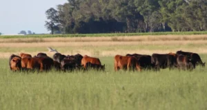 La ganadería bovina volvió a posicionarse entre las actividades más sólidas de la economía agropecuaria nacional