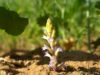Medidas fitosanitarias para la prevención de la plaga jopo del girasol en época de siembra
