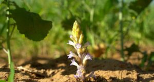 Medidas fitosanitarias para la prevención de la plaga jopo del girasol en época de siembra