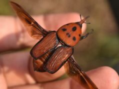 Se prorroga la alerta fitosanitaria por picudo rojo de las palmeras en todo el territorio nacional