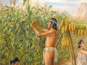 Antonio Esteban Agüero y el maíz que sigue alimentando la identidad argentina