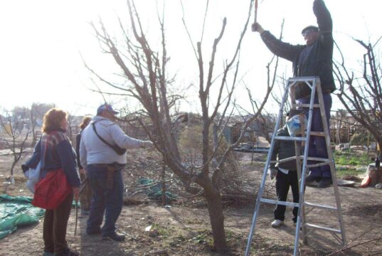 Capacitación gratuita sobre manejo de frutales en Leandro N. Alem