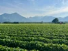 Repuntó la venta de campos y el sector observa un escenario más favorable para las inversiones