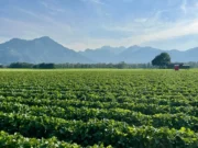 Repuntó la venta de campos y el sector observa un escenario más favorable para las inversiones