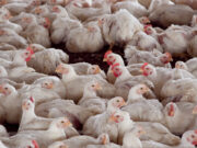 Argentina logró la reapertura del mercado chileno y peruano para la exportación de carne aviar