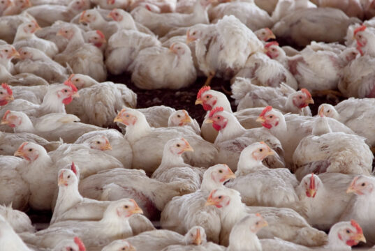 Argentina logró la reapertura del mercado chileno y peruano para la exportación de carne aviar