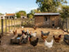Prevención de la influenza aviar: Claves sanitarias para la crianza de aves de traspatio