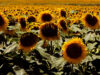 Jopo del girasol: Acciones para prevenir el ingreso de esta maleza ausente en la República Argentina